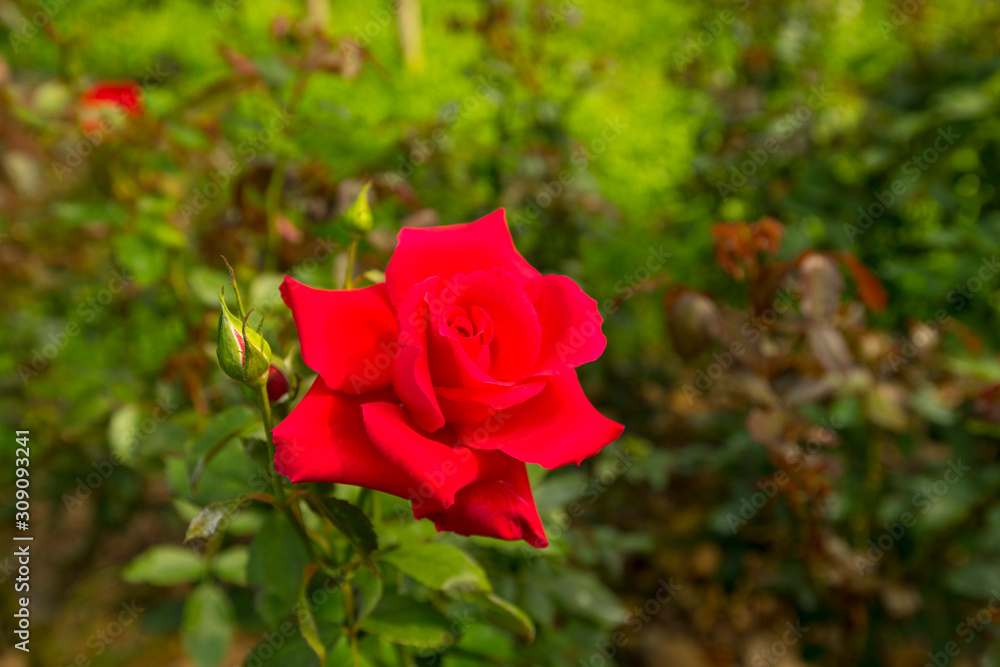 Blooming red Mon Cheri rose in the garden. Blooming red Mon Cheri rose in the garden.