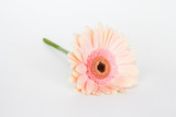 Pink fresh gerbera flower
