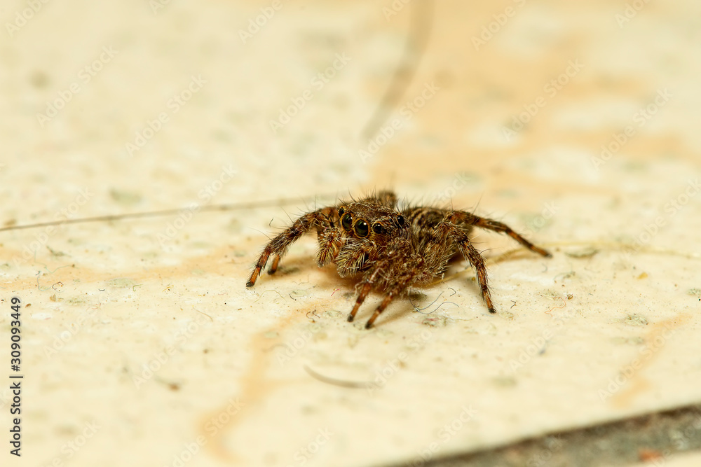A common household jumping spider. A macro shot with high magnification. A common household jumping spider. A macro shot with high magnification.