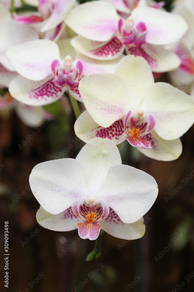 Fototapeta premium Beautiful orchid - Phalaenopsis
