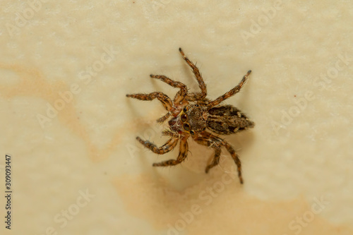 A common household jumping spider. A macro shot with high magnification.