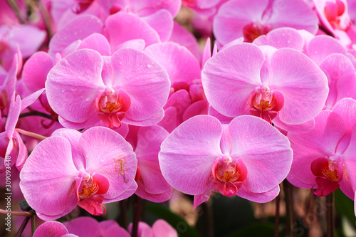 Beautiful orchid - Phalaenopsis