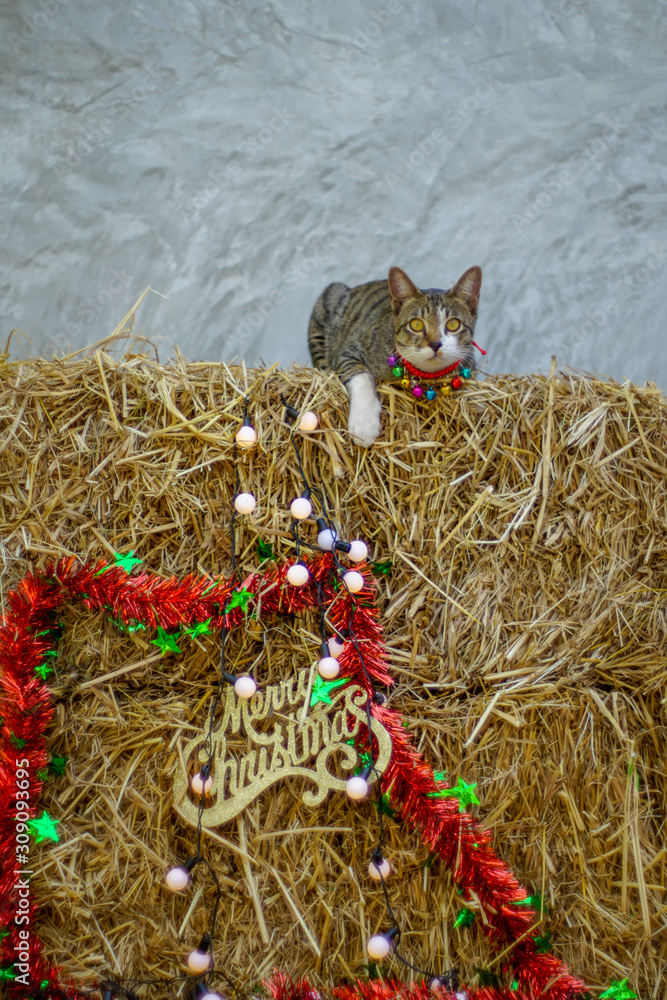 Portrait of striped cat on the straw bales and Christmas background, close up Thai cat