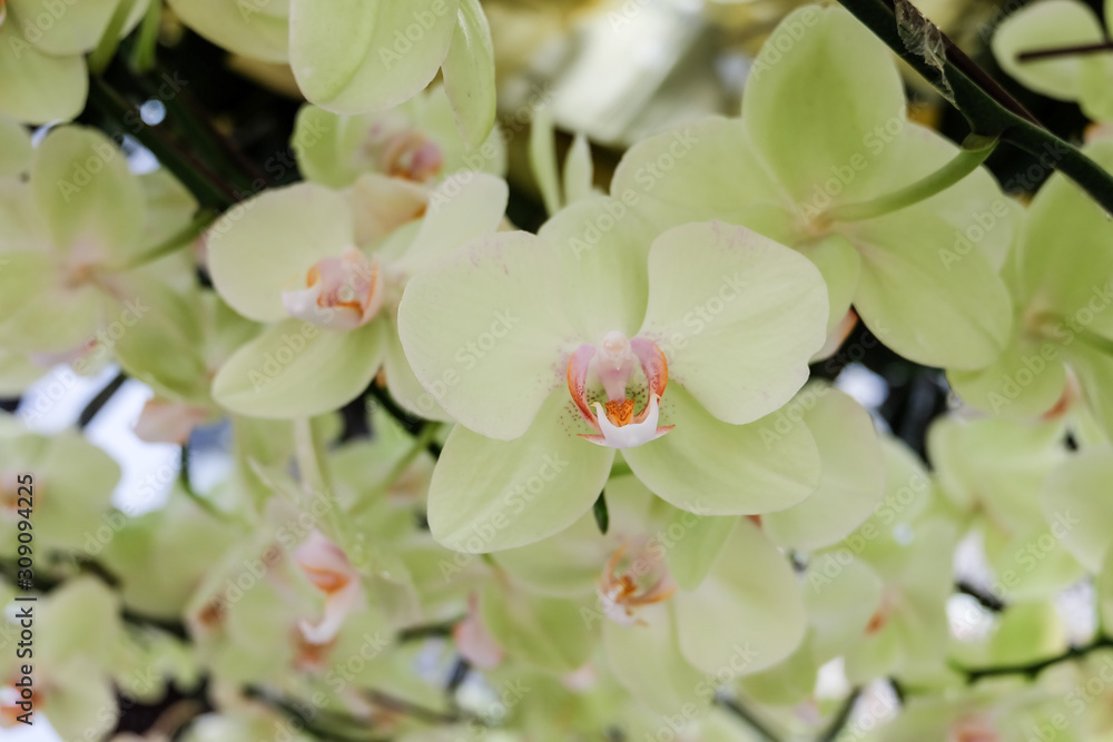 Fototapeta premium Beautiful pink orchid - Phalaenopsis