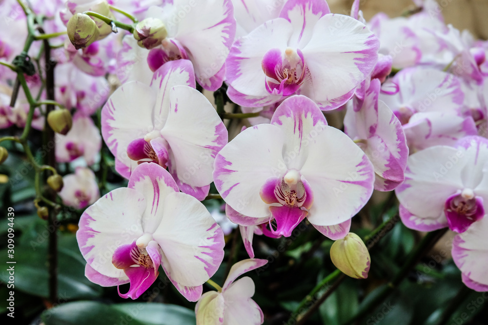 Beautiful pink orchid - Phalaenopsis Beautiful pink orchid - Phalaenopsis