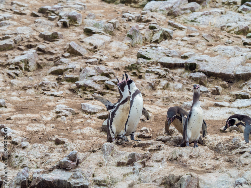 Fototapeta premium Humboldt penguins looking up and flapping wings