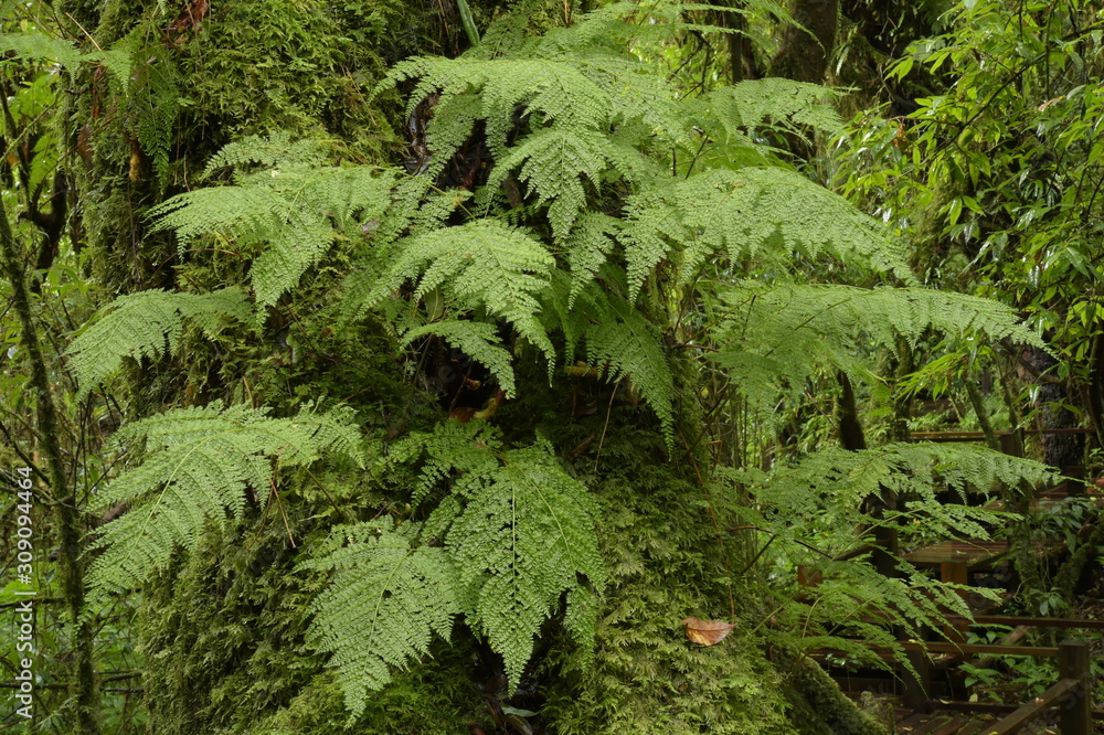 green fern and moss cover on tree branch in forest green fern and moss cover on tree branch in forest