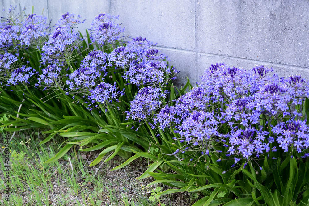 アガパンサスの 紫の花 Stock Photo Adobe Stock