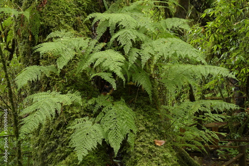 green fern and moss cover on tree branch in forest