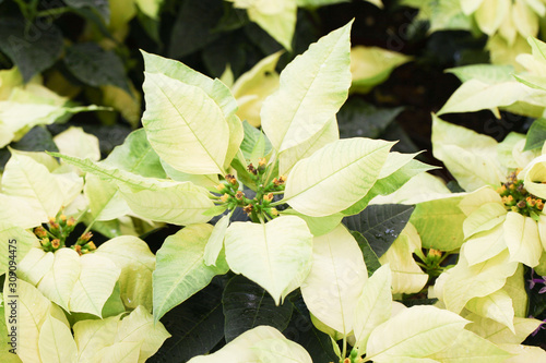 Bild auf Leinwand Beautiful white Christmas poinsettia flower