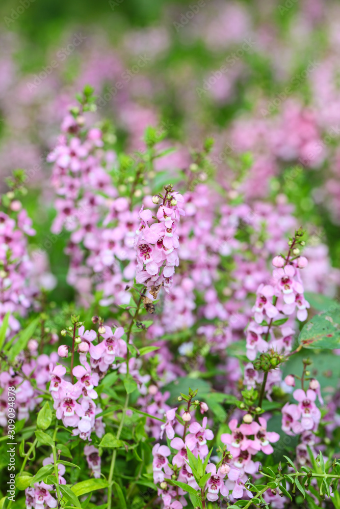 Obraz premium Willowleaf Angelon flowers field,many beautiful purple flowers blooming in the countryside in spring