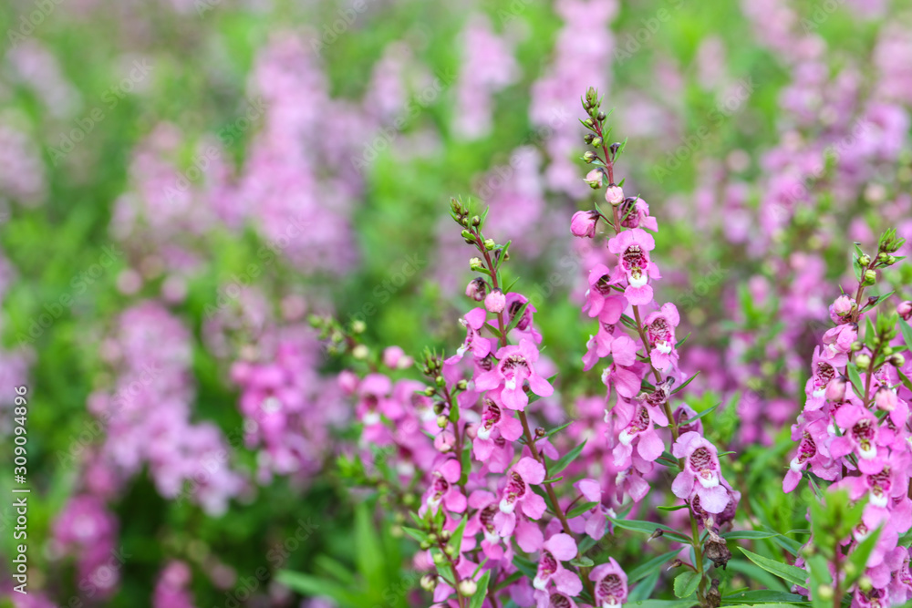 Willowleaf Angelon flowers field,many beautiful purple flowers blooming in the countryside in spring Willowleaf Angelon flowers field,many beautiful purple flowers blooming in the countryside in spring