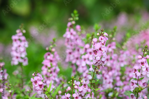 Willowleaf Angelon flowers field many beautiful purple flowers blooming in the countryside in spring  