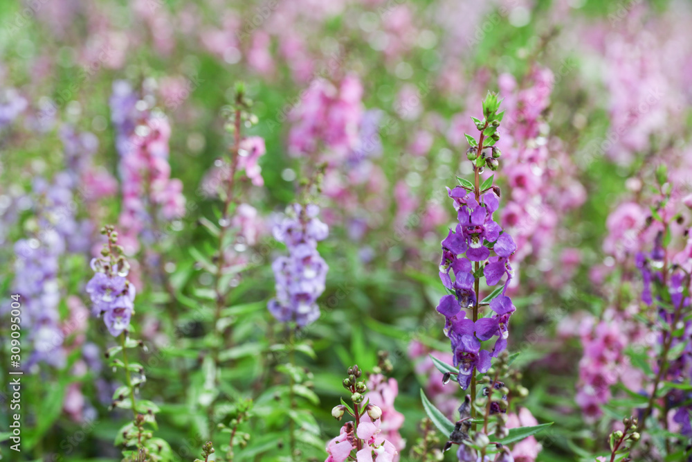 Willowleaf Angelon flowers field,many beautiful purple flowers blooming in the countryside in spring Willowleaf Angelon flowers field,many beautiful purple flowers blooming in the countryside in spring