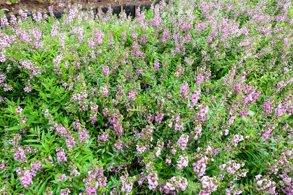 Obraz premium Willowleaf Angelon flowers field,many beautiful purple flowers blooming in the countryside in spring 