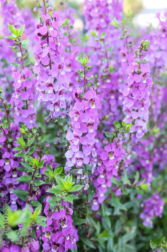 Willowleaf Angelon flowers field many beautiful purple flowers blooming in the countryside in spring