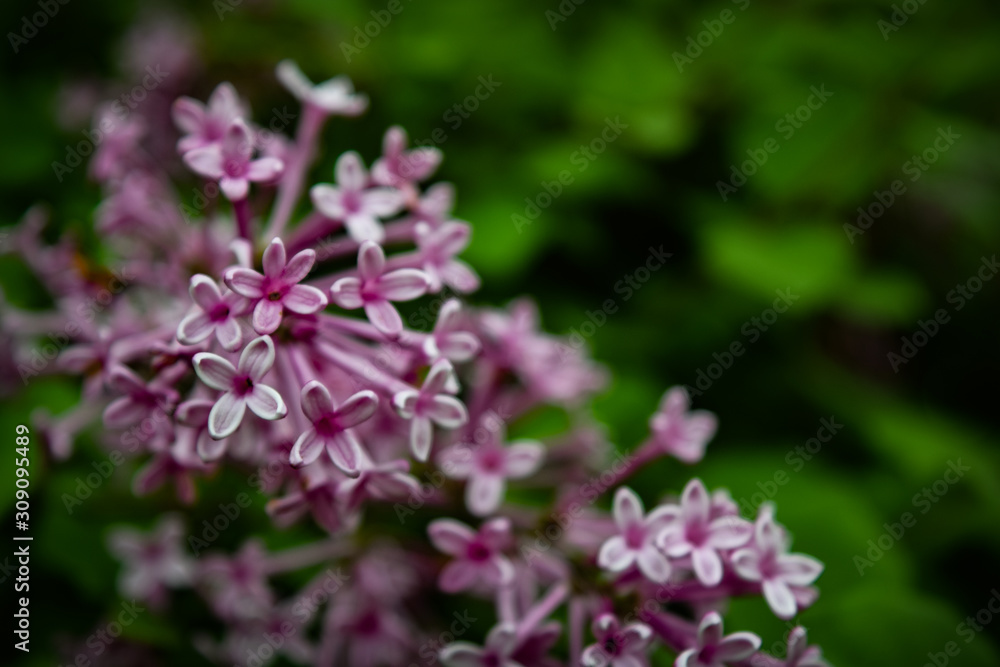 pink flowers in the garden pink flowers in the garden