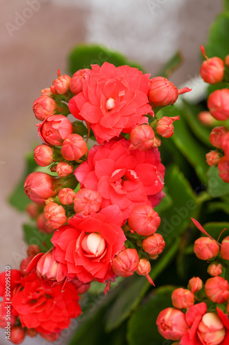 Fresh Calandiva flowers