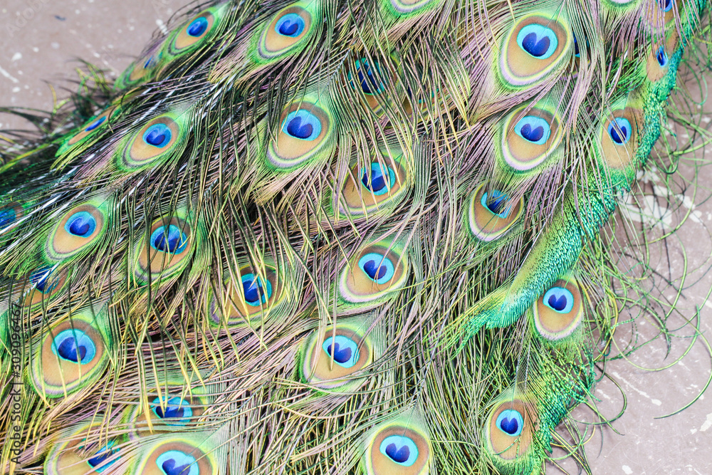 Obraz premium Beautiful peacock tail