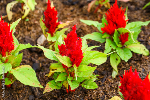 Red Plumed cockscomb blossom or Celosia argentea photo