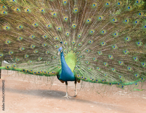 Beautiful peacock photo