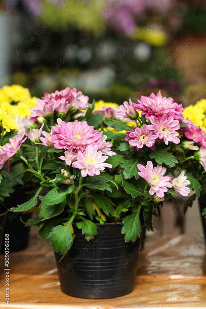 Chrysanthemum in flowerpot Chrysanthemum in flowerpot