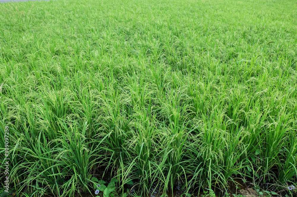 Fototapeta premium Green organic jasmine rice field