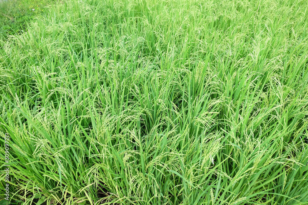 Green organic jasmine rice field Green organic jasmine rice field