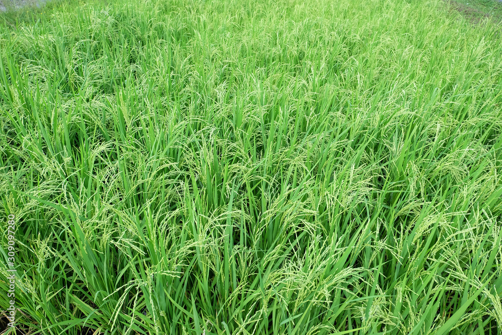Green organic jasmine rice field Green organic jasmine rice field