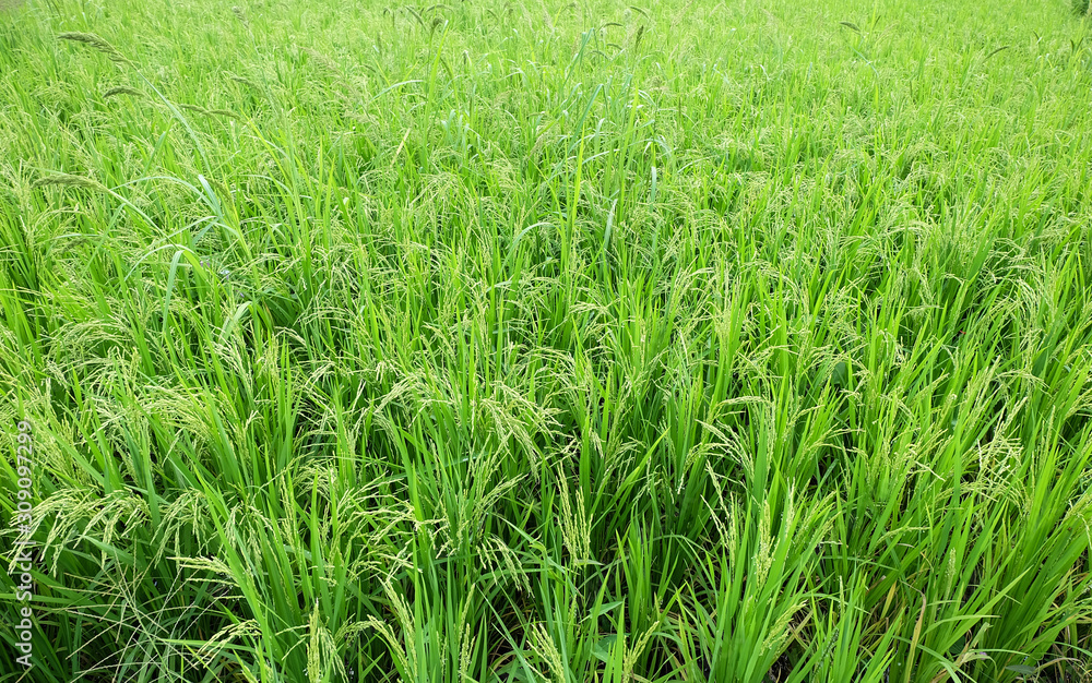 Green organic jasmine rice field Green organic jasmine rice field