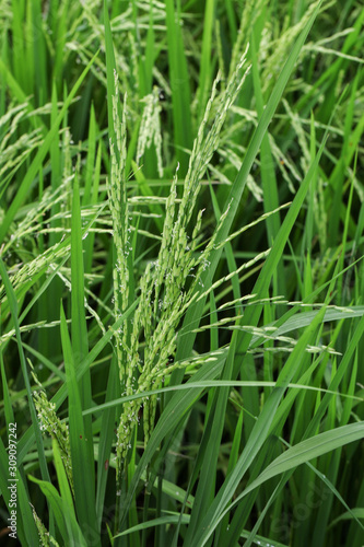 Green organic jasmine rice field