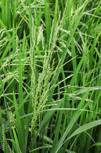 Green organic jasmine rice field