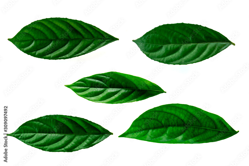 Leaves in the garden on white background. Debris after being eaten by worms. The furrows on the leaves occur naturally. Leaves in the garden on white background. Debris after being eaten by worms. The furrows on the leaves occur naturally.