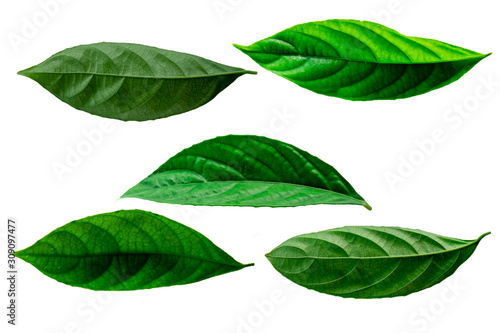 Leaves in the garden on white background. Debris after being eaten by worms. The furrows on the leaves occur naturally.
