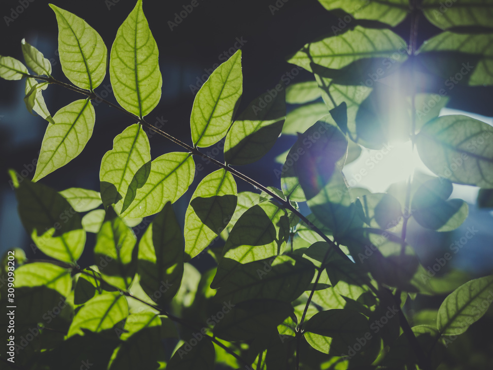 Fototapeta premium Green leaves background.