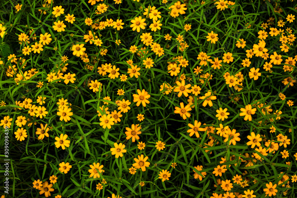 field of yellow flowers