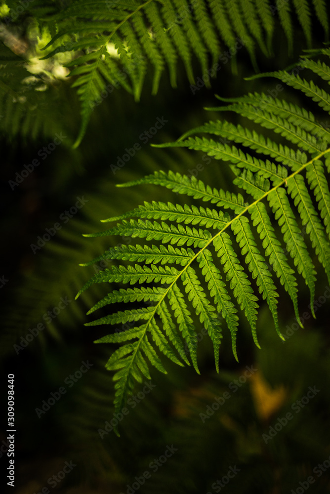 fern in forest fern in forest