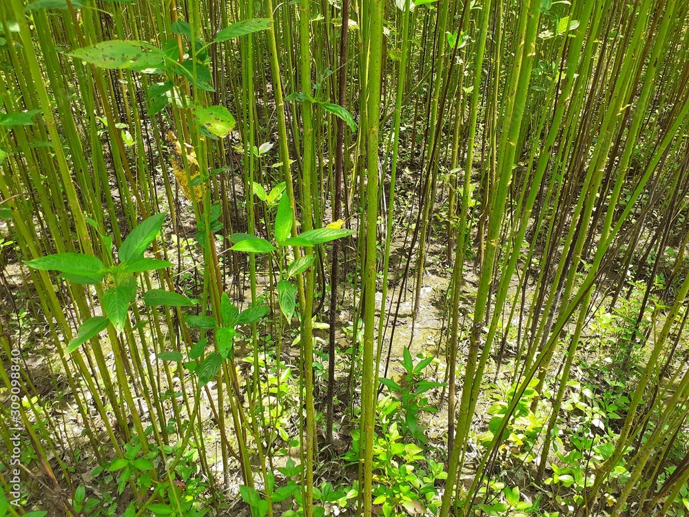 Obraz premium Jute plant in the field. Jute cultivation in Assam in India 