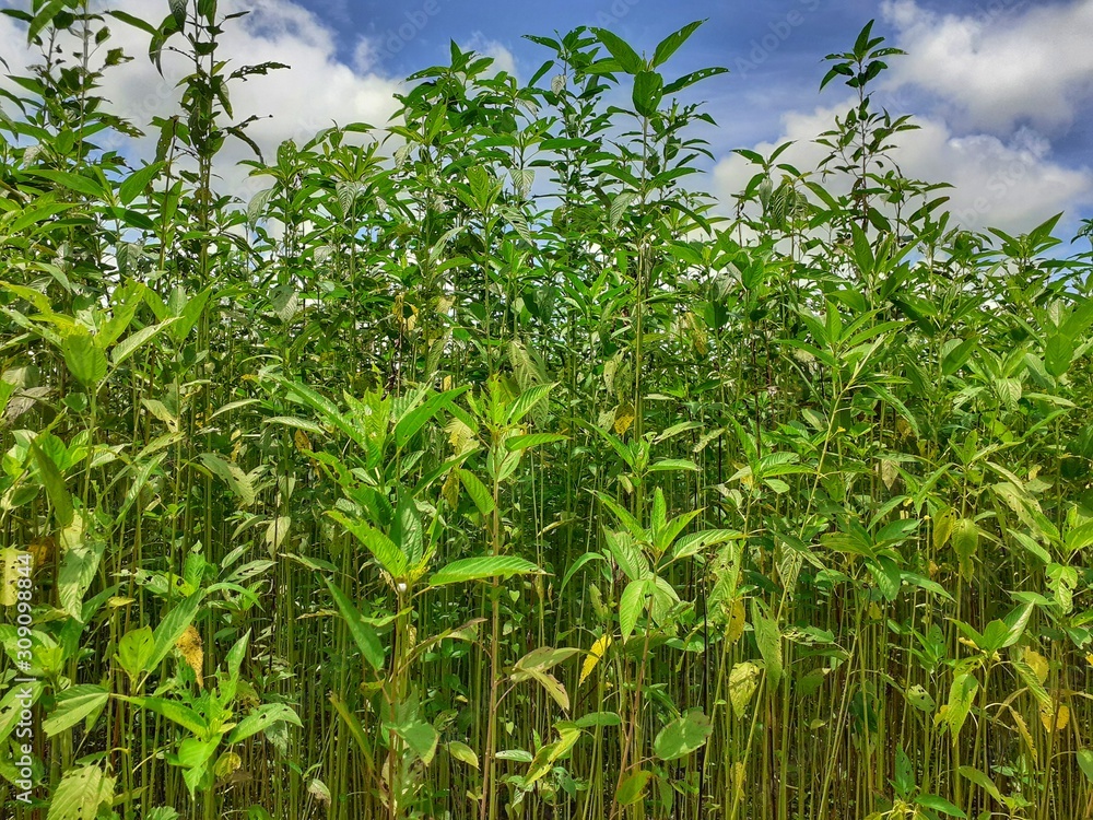Green jute plant in the field. Jute cultivation in Assam in India 