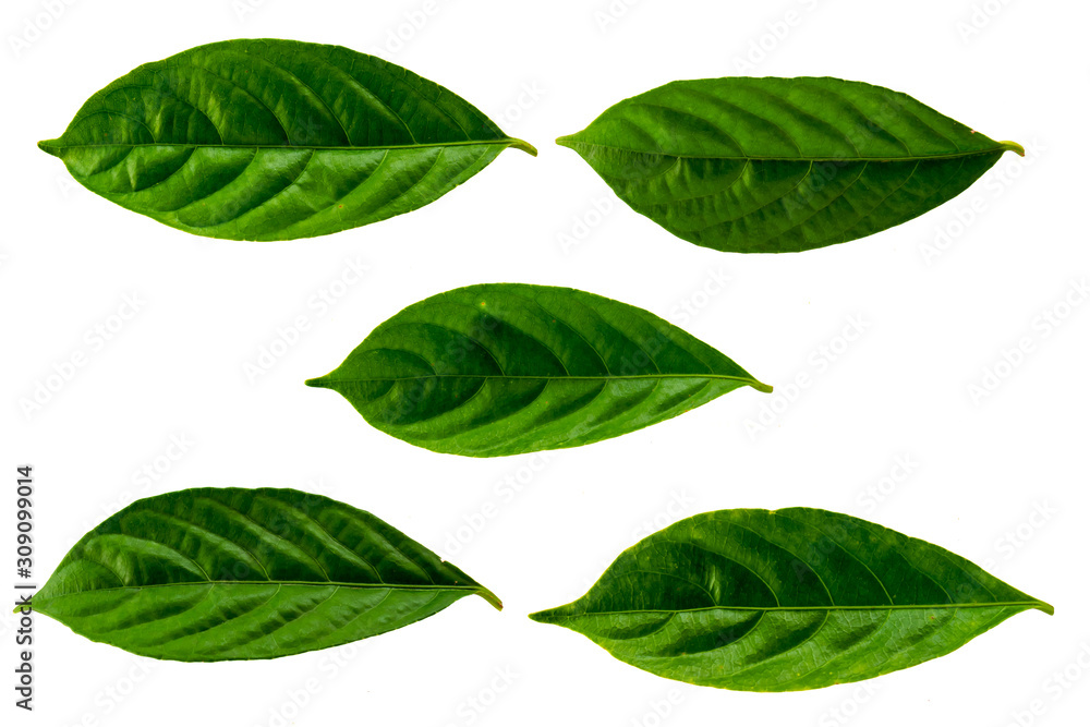 Leaves in the garden on white background. Debris after being eaten by worms. The furrows on the leaves occur naturally. Leaves in the garden on white background. Debris after being eaten by worms. The furrows on the leaves occur naturally.