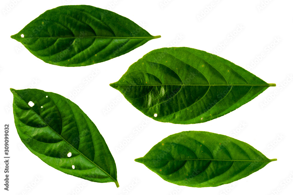 Obraz premium Leaves in the garden on white background. Debris after being eaten by worms. The furrows on the leaves occur naturally.