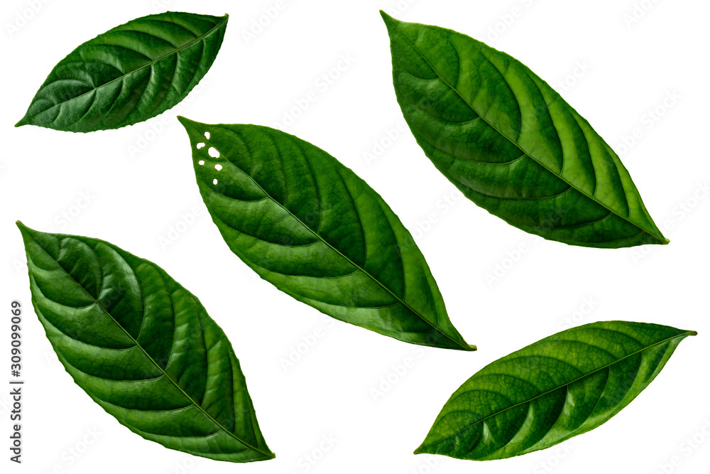 Fototapeta premium Leaves in the garden on white background. Debris after being eaten by worms. The furrows on the leaves occur naturally.