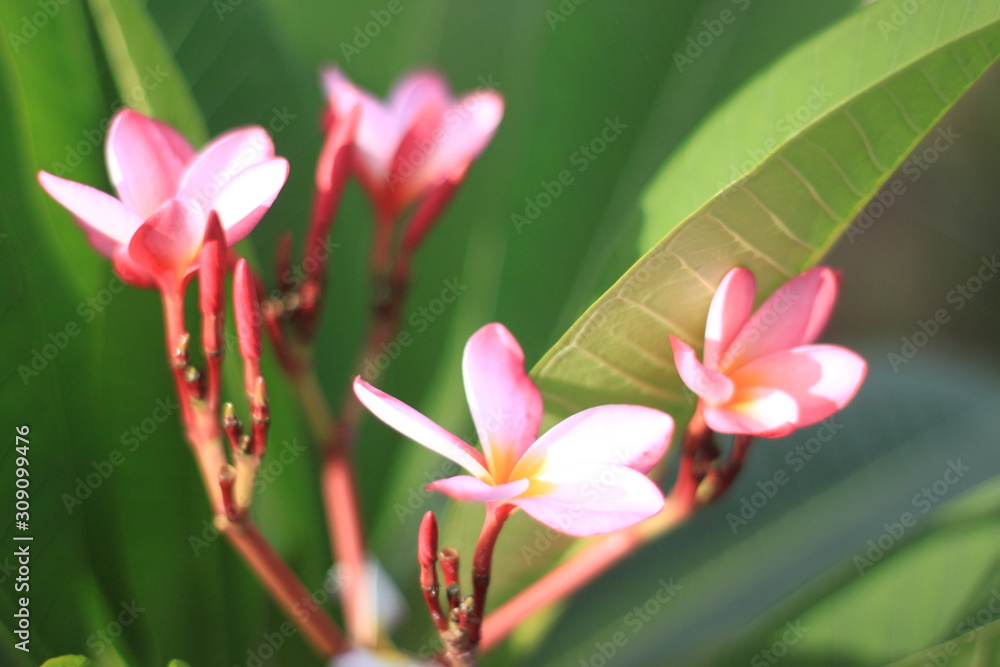 pink flower