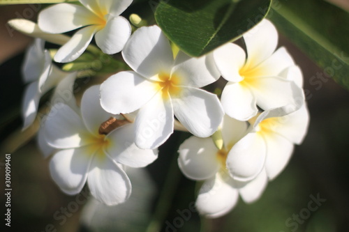 close up plumeria flower