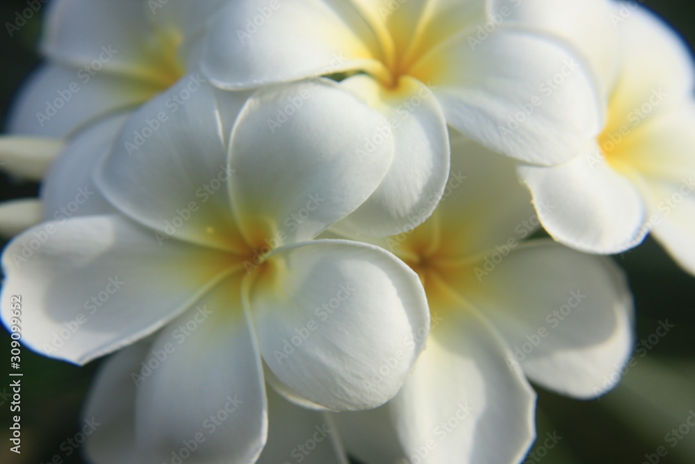close up plumeria flower close up plumeria flower