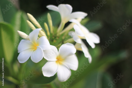 close up  plumeria   flower © korn