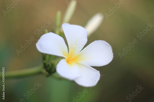 close up plumeria flower