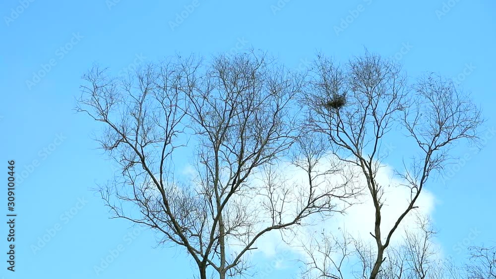 dry tree and pure heap white cloud moving on blue sky background dry tree and pure heap white cloud moving on blue sky background