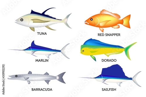 Cartoon Illustration ocean fish collection vector design. Blue marlin, red snapper, sailfish, barracuda, dorado fish