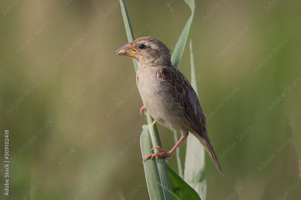 Fototapeta premium Baya Weaver